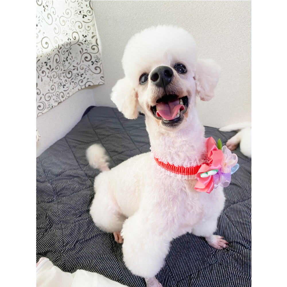 卒業犬のグミちゃんとひのでちゃん☆